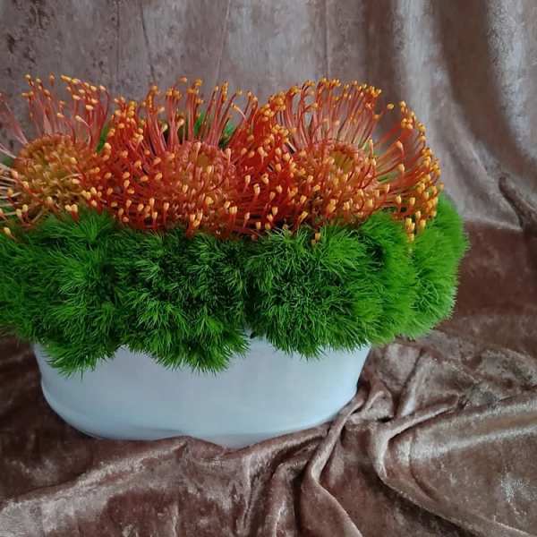 Orange pincushion-like flowers in a white bowl with bright green moss