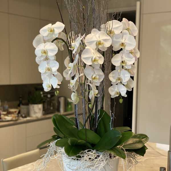 White Dreamy Orchids