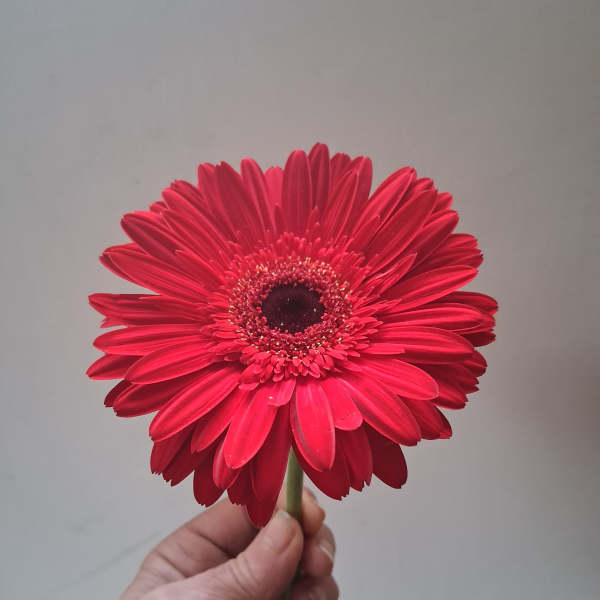Single red gerbera daisy held by hand against a plain background