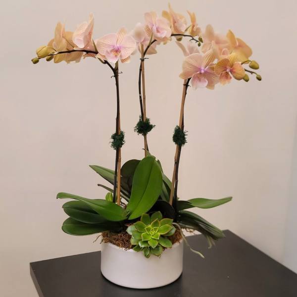Potted orchids with pale pink blooms and a small succulent in a white container
