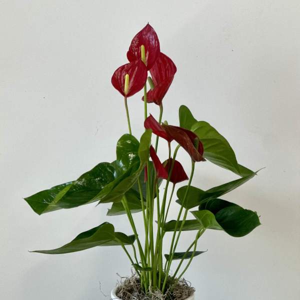 Red anthurium plant in a white pot