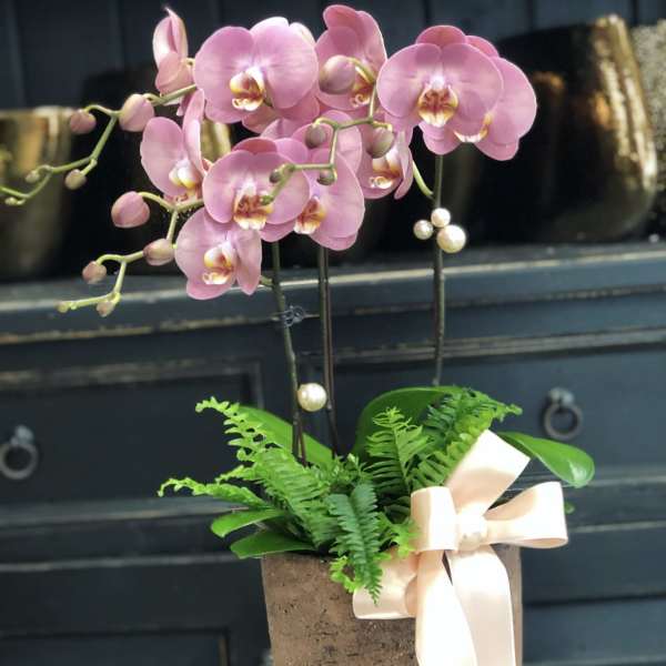 Pearl Pink Phalaenopsis