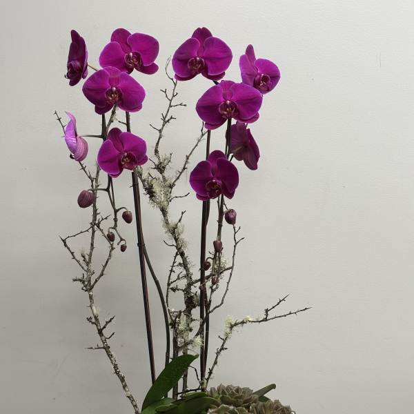 Potted magenta phalaenopsis orchids with succulents in a white marble ceramic bowl