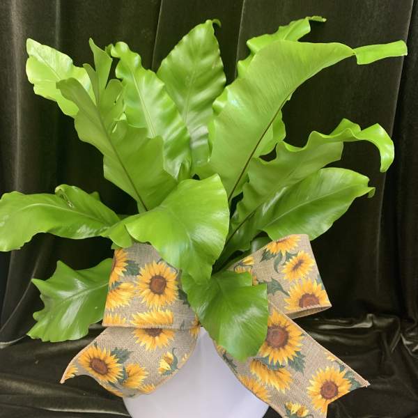 Potted green fern with a sunflower-patterned bow