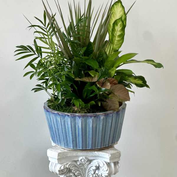 Mixed green plant arrangement in a blue ceramic planter
