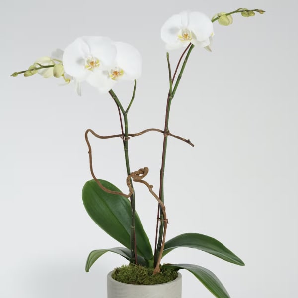 White orchid plant in a light ceramic pot