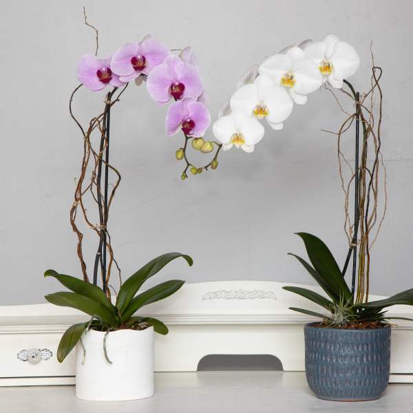 Two potted orchids with arching pink and white blooms
