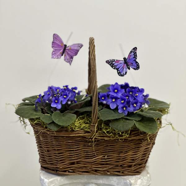 Violet Garden Basket by Westford Florist Art by Veny