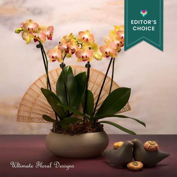 Potted orchid arrangement with peach-yellow blooms and a decorative fan backdrop