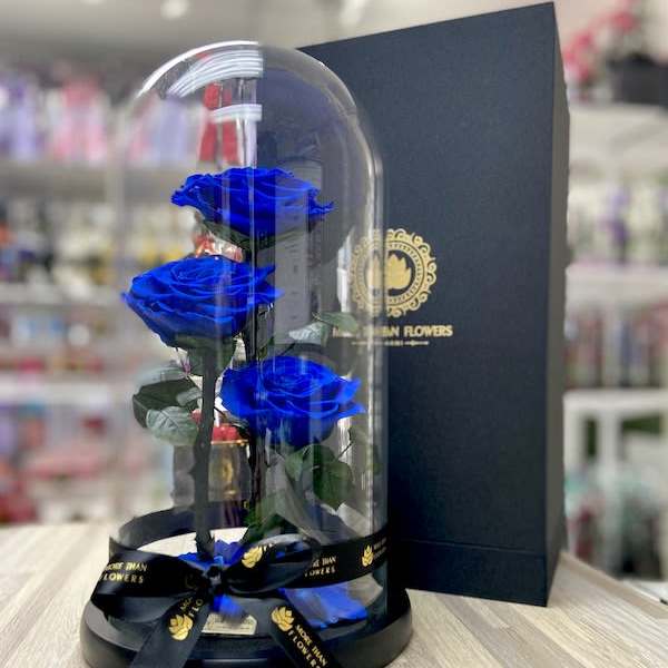Three blue roses under a clear glass dome on a black base with ribbon and gift box.
