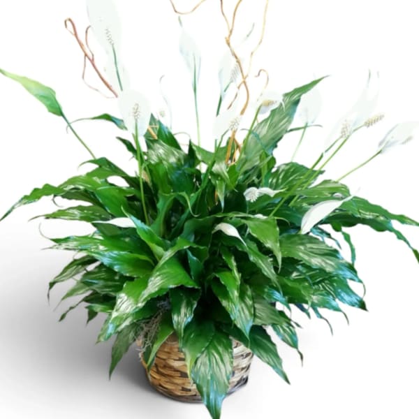 Potted peace lily arrangement with white blooms in a woven basket