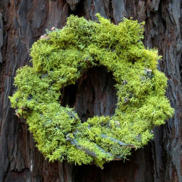 Bright green moss wreath on dark tree bark