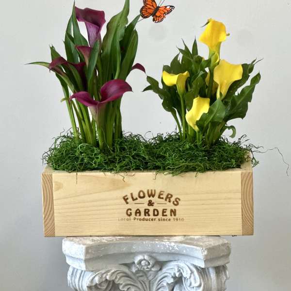 Calla Lily Garden Bounty Box by Westford Florist Floral Art by Veny
