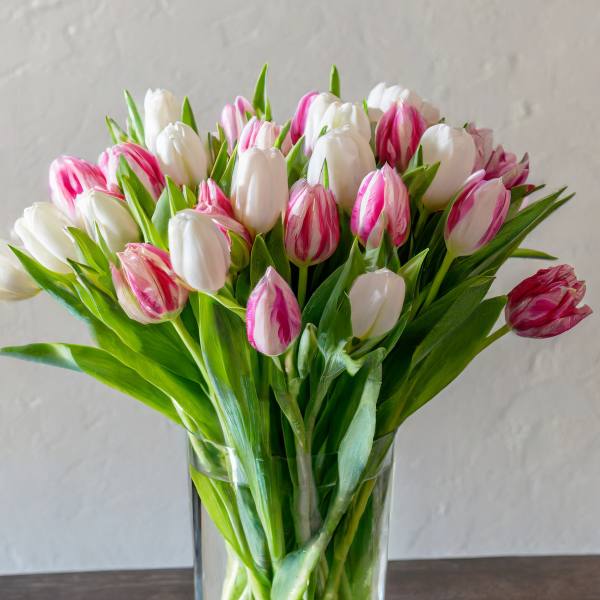 Bouquet of pink and white tulips in a clear glass vase