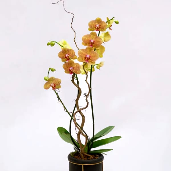Potted orchid plant with yellow-orange blooms in a black stand