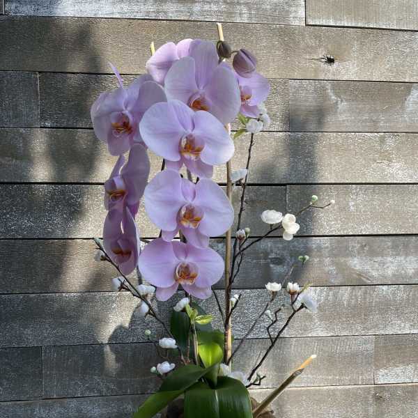 Pink orchid arrangement in a black square planter with decorative stones