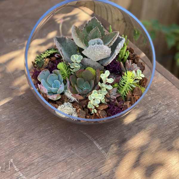 Succulent arrangement in a clear glass bowl with mixed rosette plants