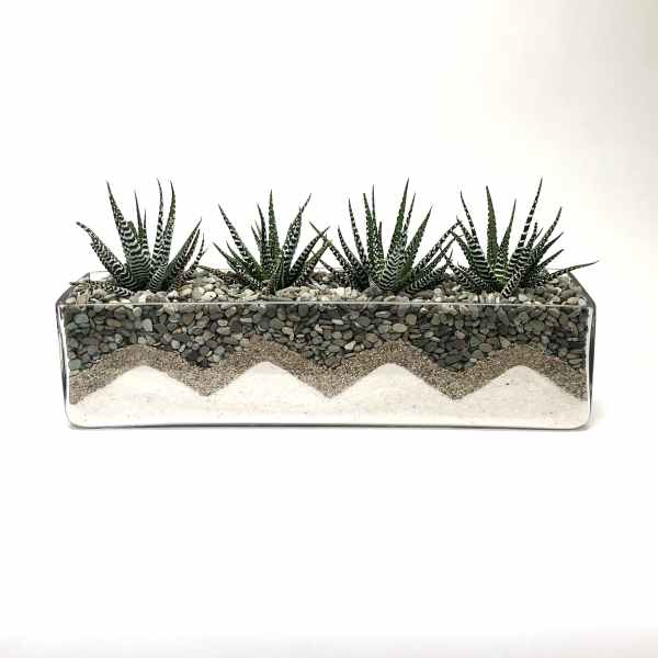 Rectangular planter with striped succulents and layered pebbles and sand