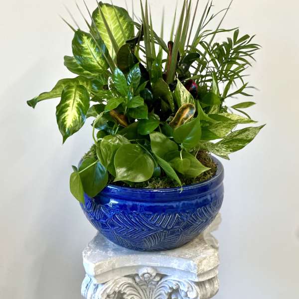 Mixed green houseplant arrangement in a blue ceramic bowl
