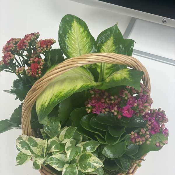 Basket of pink flowering plants and variegated foliage