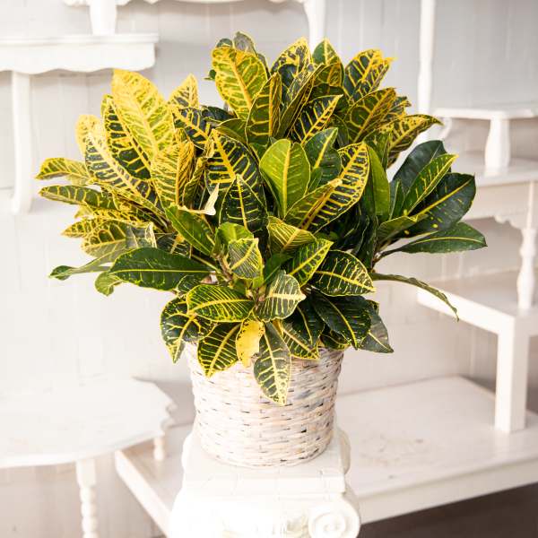 Colorful Croton Plant In Handsome Wicker Basket.