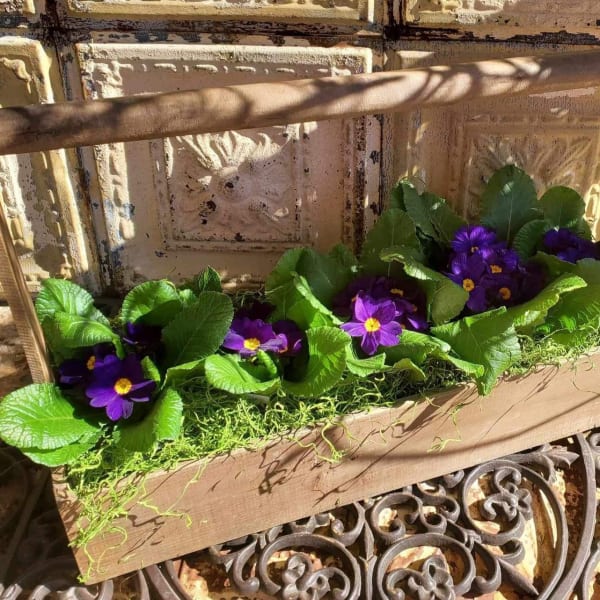 Wooden planter box with purple flowers and bright green leaves