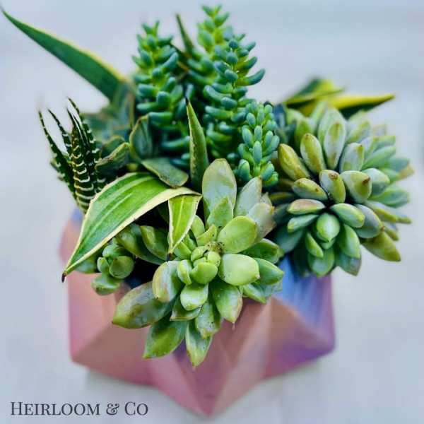 Succulent arrangement in a pink geometric container
