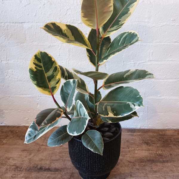 Variegated rubber plant in a black pot