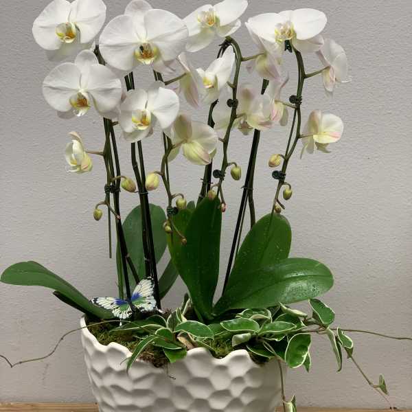 White orchid plant in a textured white pot with trailing greenery