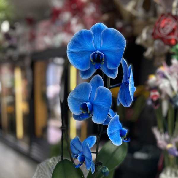 PHALAENOPSIS ORCHID BLUE