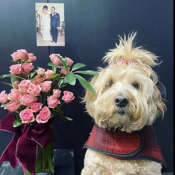 Pink rose bouquet beside a small dog wearing a red plaid coat