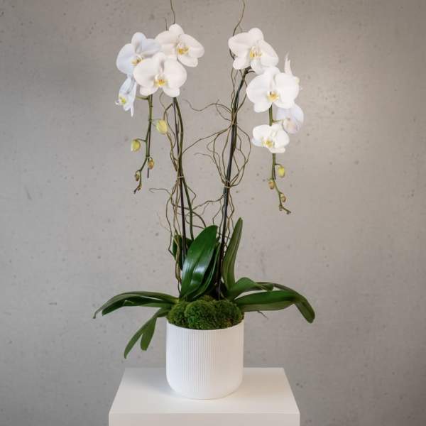 White orchids in a white pot with moss and arching stems