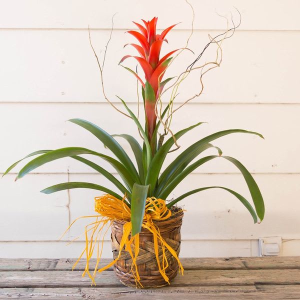 Bromeliad Paradise