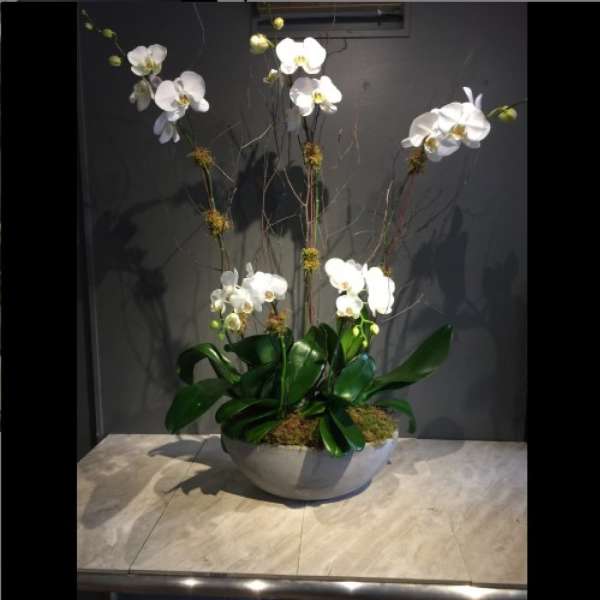 White orchids in a low gray bowl with broad green leaves