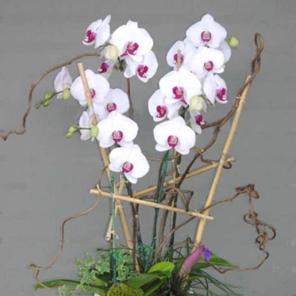 White orchids arranged in a white pot with bamboo supports