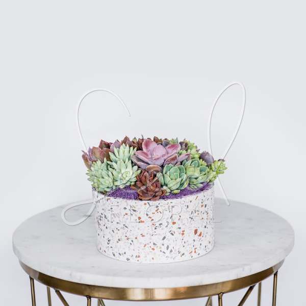 Round box filled with pastel succulents on a table