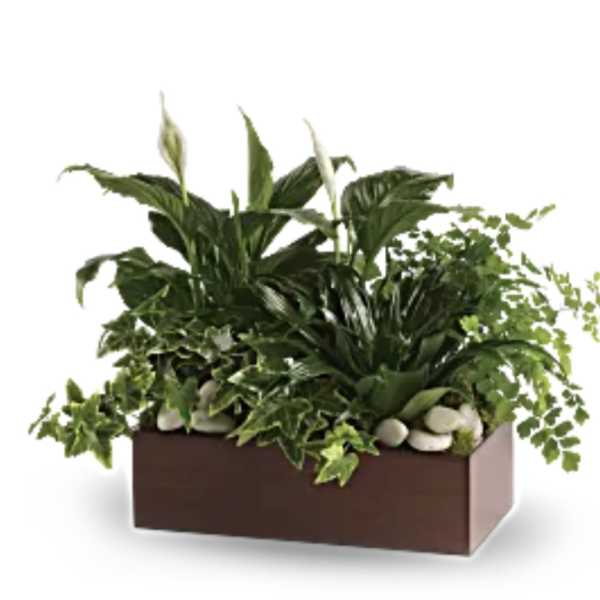 Rectangular planter with white peace lilies and assorted green plants