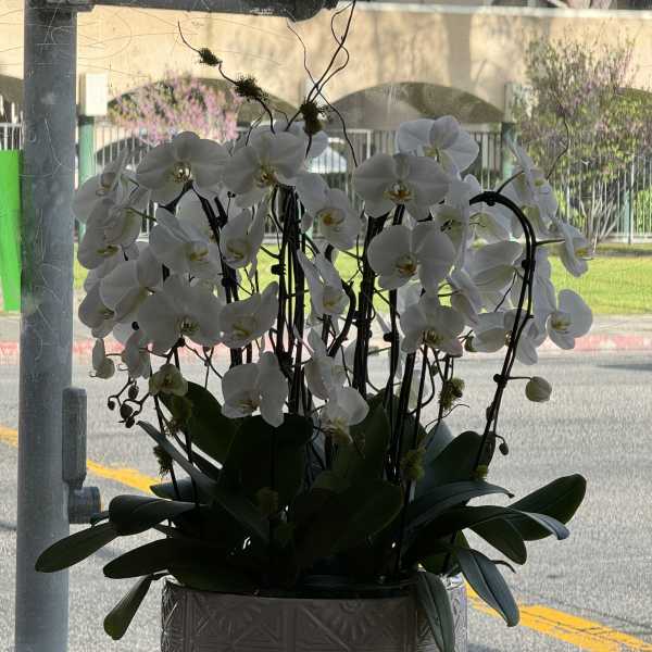 White orchids arranged in a decorative planter