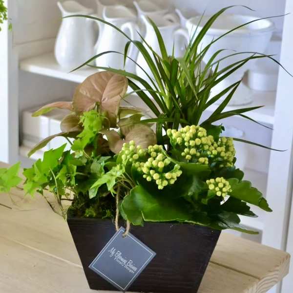 Box Dish Garden - FB