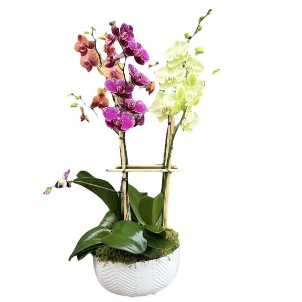 Potted orchid arrangement with purple and pale yellow blooms in a white container