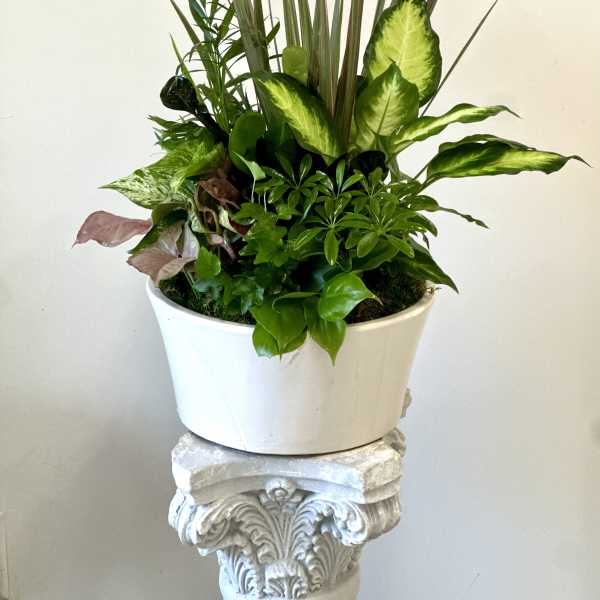 Mixed green houseplant arrangement in a white planter