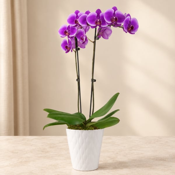 Purple orchid plant in a white pot on a tabletop