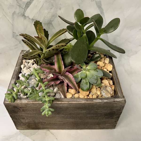 Succulent arrangement in a rustic wooden box with decorative stones