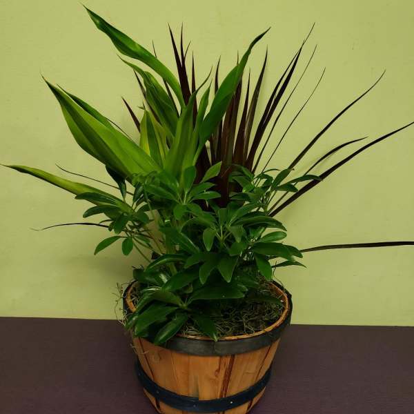 Potted green foliage arrangement in a wooden basket
