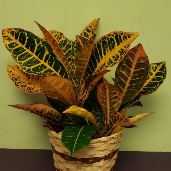 Croton plant in a woven basket planter