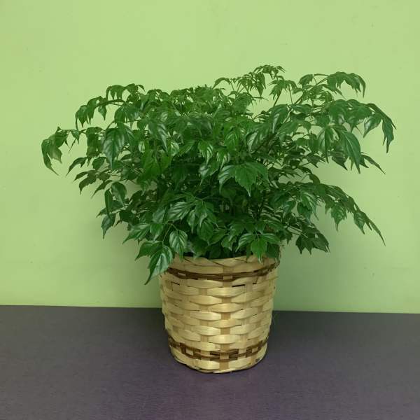 Potted green houseplant in a woven basket planter
