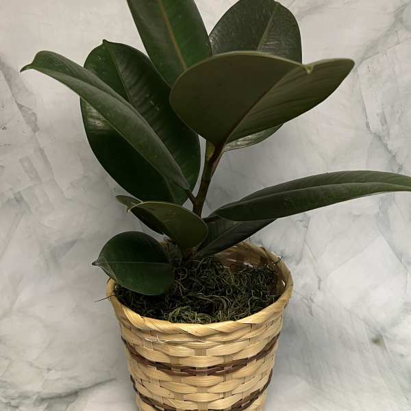 Potted rubber plant in a woven basket planter