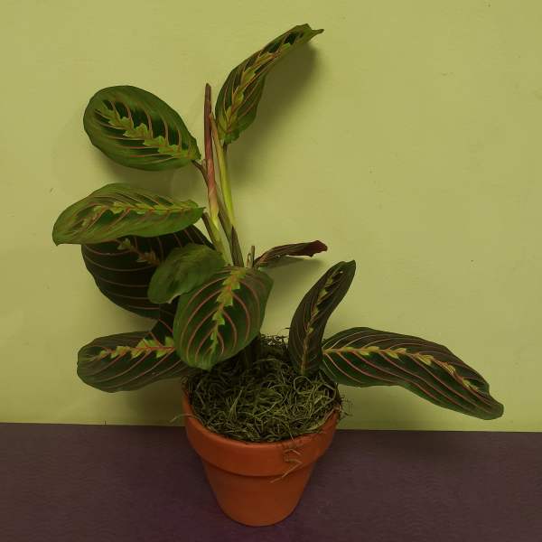 Potted prayer plant with patterned green leaves in a terracotta pot