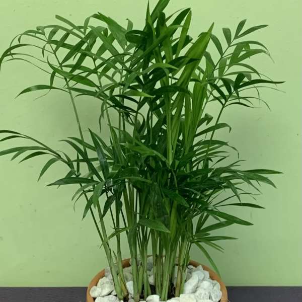 Potted palm plant in a terracotta pot with white stones