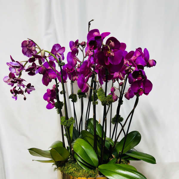 Tall planter of vivid purple orchids in a shiny gold pot